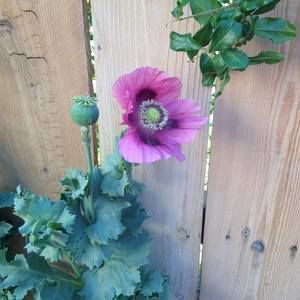 Meet your Posher, Sylvia